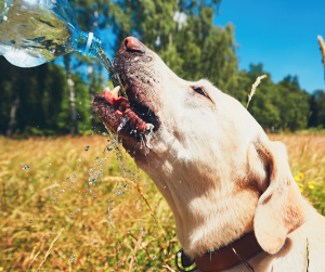 Zvldnite letn horavu: Tipy na hydratciu psov poas teplch dn