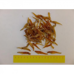 Pamlsok Sala� Rybi�ky su�en� 100 g exp.10.05.2026